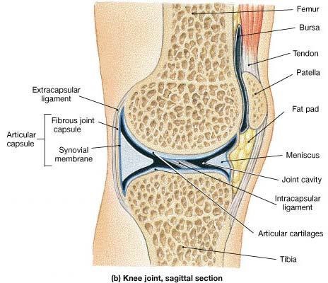 Chap1StructureImage10