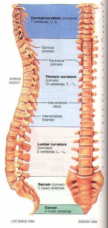 Chap1StructureImage16