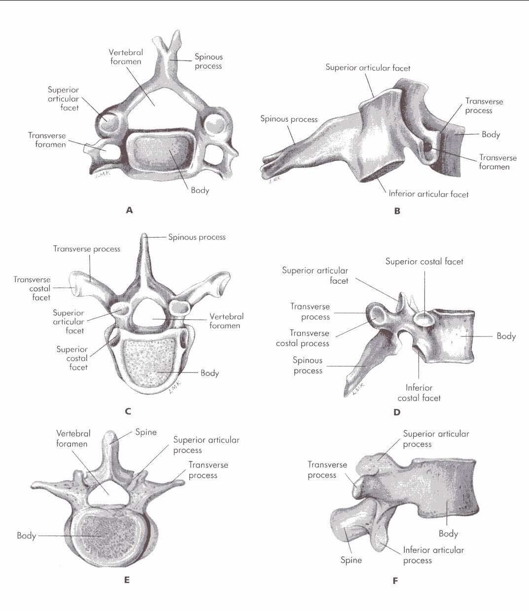 Chap1StructureImage18