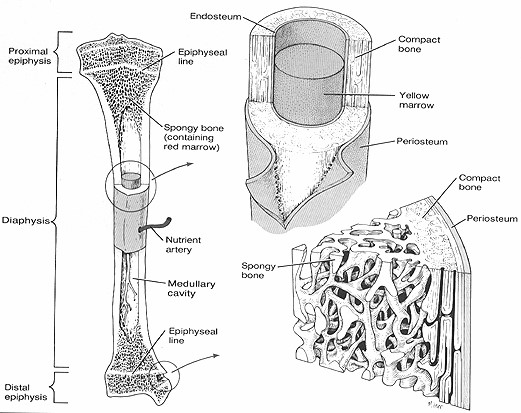 Chap1StructureImage2