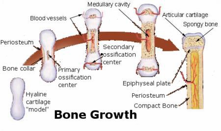 Chap1StructureImage4