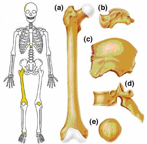 Chap1StructureImage5
