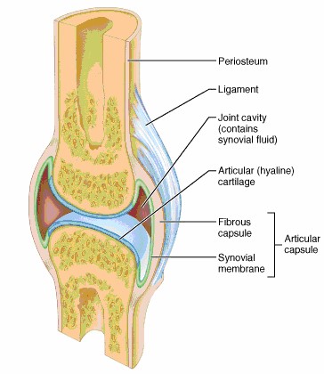 Chap1StructureImage9